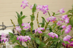February-Dendrobium-linawianum