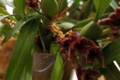 January-Maxillaria-schunkeana