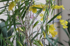 March-Dendrobium-hancockii