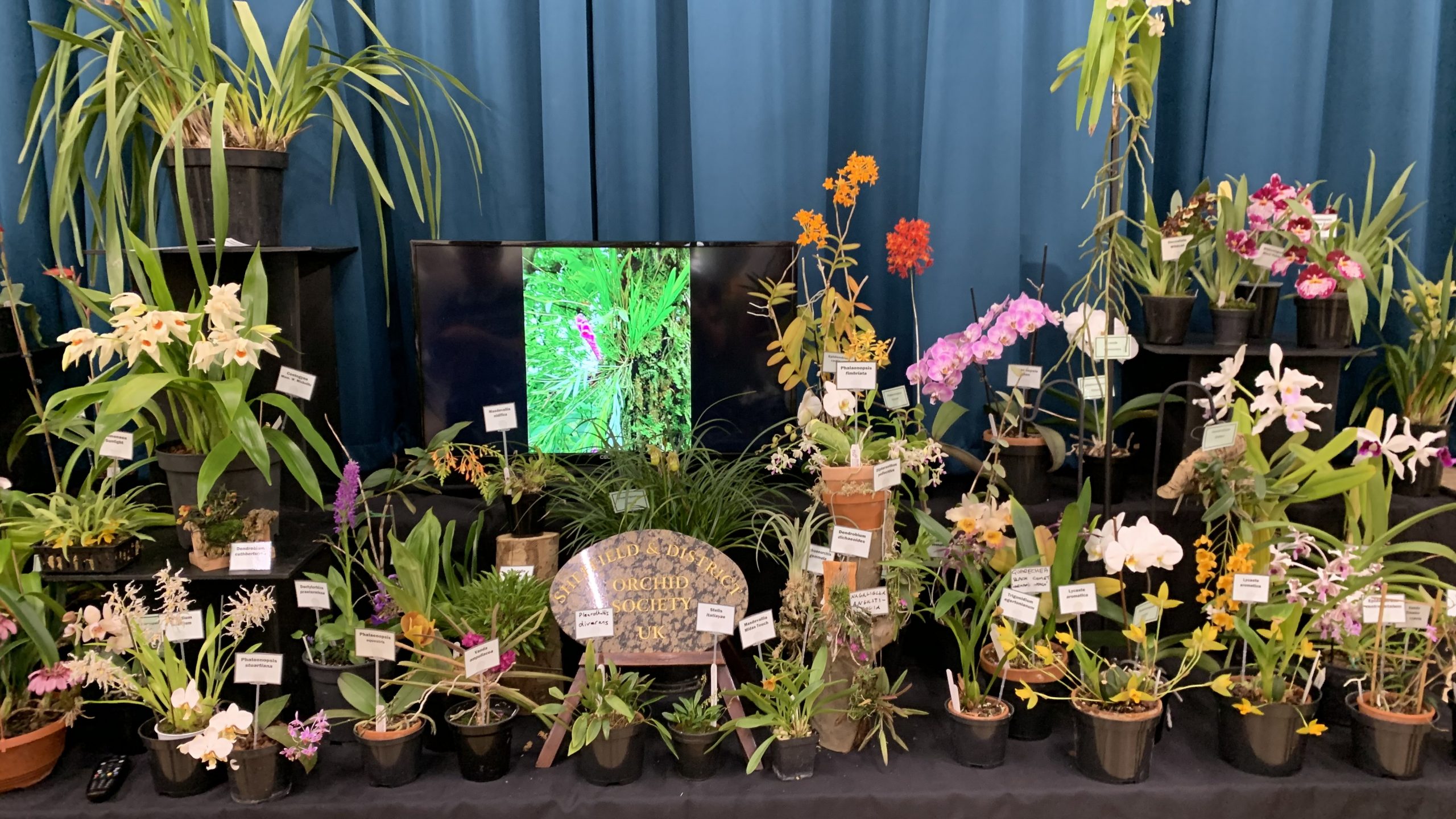Permalink to:SDOS Annual Orchid Show 2024