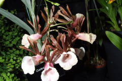 DSCF7598