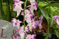 DSCF7633