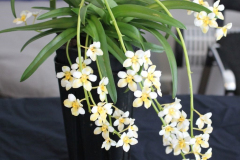 April-Sarcochilus-Kulnura-Strange-‘Sunrise