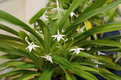 December-Jumellea-arachnantha