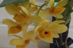 July-Dendrobium-sulcatum