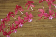 March-Oncidium-roseoides-Burnham