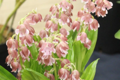 May-Calanthe-Hybrid