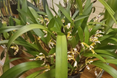 November-Maxillaria-picta-high