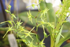 October-Angraecum-calceolus