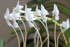 September-Aerangis-ellisii