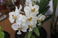 April-Vanda-barnesii