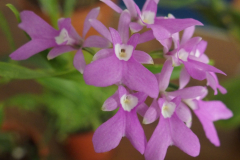 May-Epidendrum-centropetalum